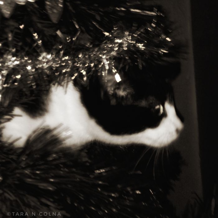 Kitten in Christmas Tree by Tara N Colna